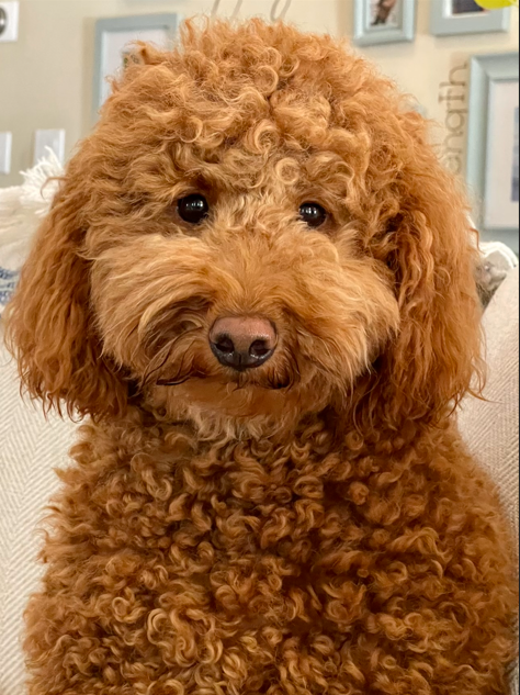 Bear, Lori Webb's golden poodle